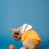 PawPal Puzzle Feeder Toy
