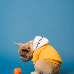 PawPal Puzzle Feeder Toy