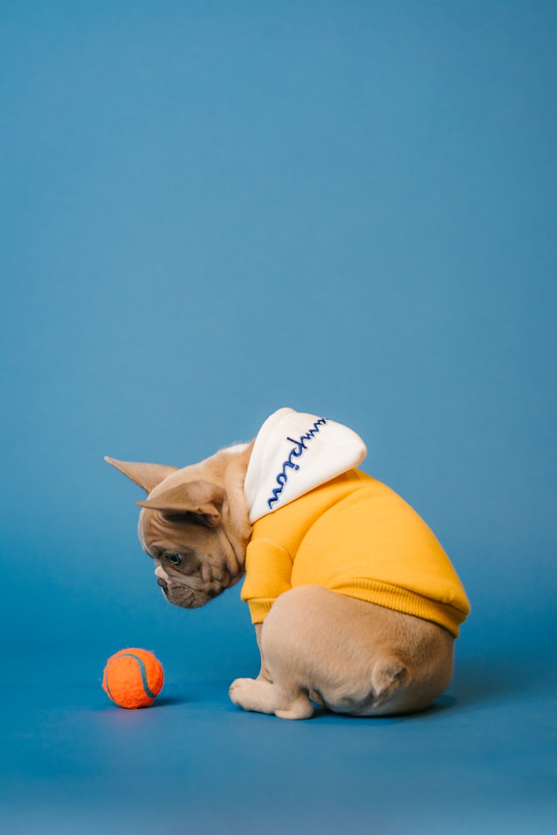 PawPal Puzzle Feeder Toy
